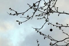 1130183-cor