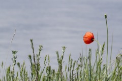 1190337-cor