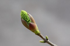 IMG_0645