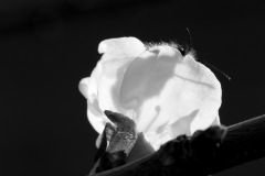 160_6052