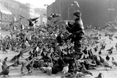 51-1994-polo-pigeons